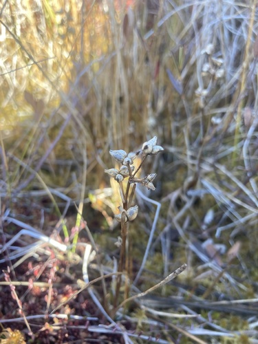 Papillaria observed 2026-10-23