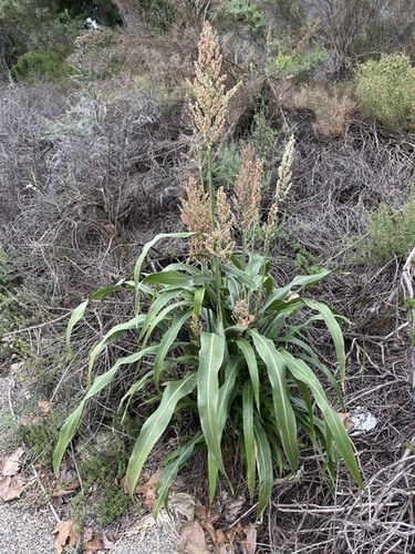 Sorghum bicolor observed 2026-10-23