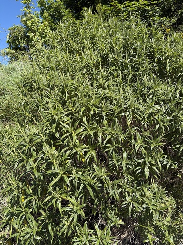 Veronica stricta observed 2026-10-25