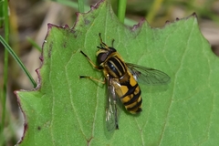 Helophilus pendulus