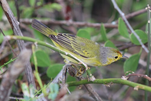 Galápagos Yellow Warbler