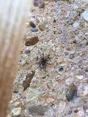 Pardosa