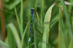 Coenagrion lunulatum