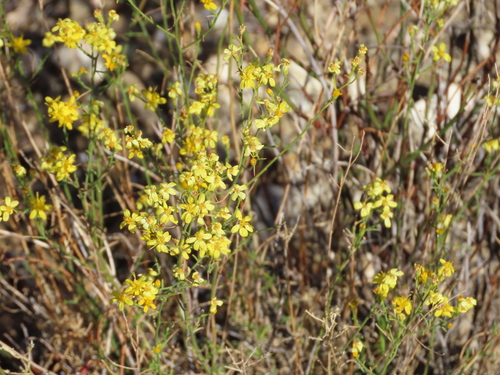 Gutierrezia sarothrae observed 2026-10-24