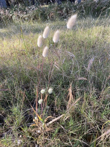 Lagurus ovatus observed 2026-10-25