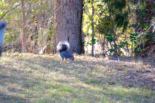 Sciurus griseus, 2026-10-24