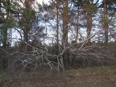Betula pendula carelica