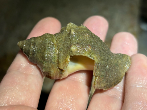 Stramonita canaliculata observed 2026-10-23