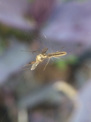 Araña Plateada de Queliceros Alargados