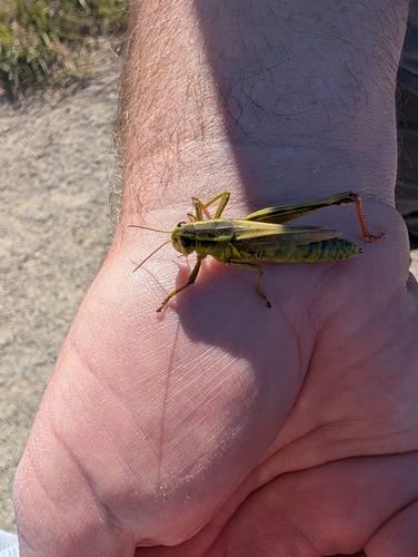 Two-striped Grasshopper