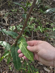 Leichhardtia lloydii