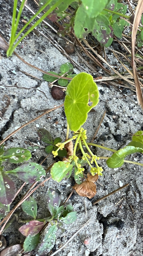 Hydrocotyle bonariensis observed 2026-10-24
