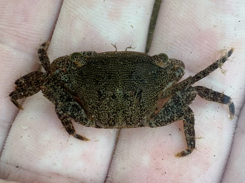 Pachygrapsus gracilis observed 2026-10-24