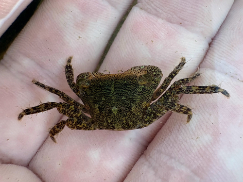 Pachygrapsus gracilis observed 2026-10-24