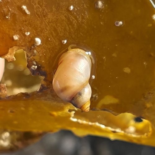 Lacuna vincta observed 2026-10-24