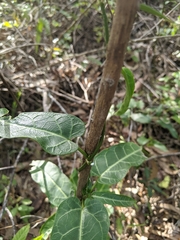 Leichhardtia lloydii