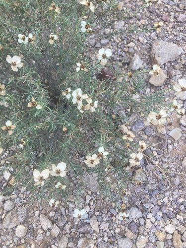 desert zinnia
