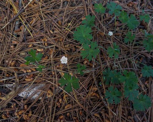 Geranium potentilloides observed 2026-10-23