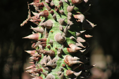 Ceiba pentandra observed 2026-10-23
