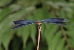Rhyothemis plutonia