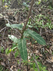 Leichhardtia lloydii