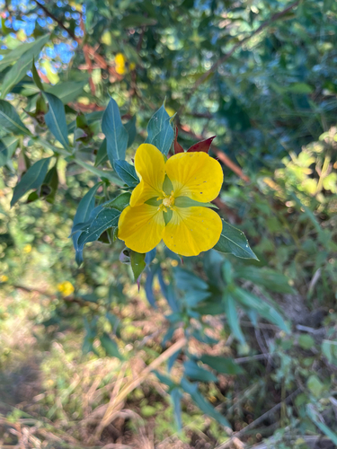 Ludwigia peruviana observed 2026-10-24