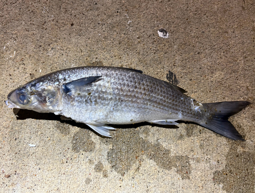 Mugil cephalus observed 2026-10-24