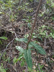 Leichhardtia lloydii