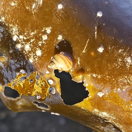 Lacuna vincta observed 2026-10-24