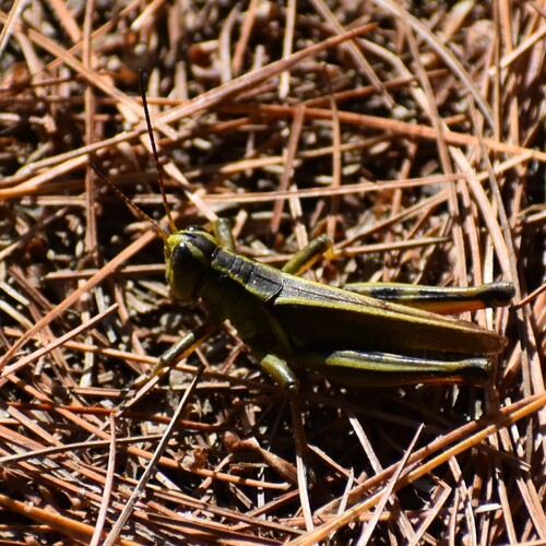 Two-striped Grasshopper