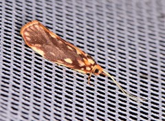 Lactura panopsia