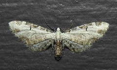 Eupithecia ravocostaliata