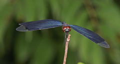 Rhyothemis plutonia