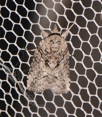 Nycteola polycyma