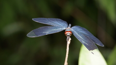 Rhyothemis plutonia