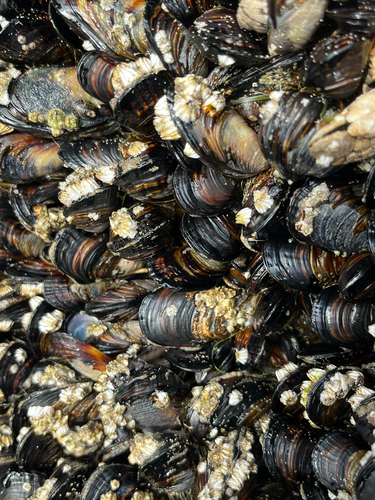 Mytilus californianus observed 2026-10-24