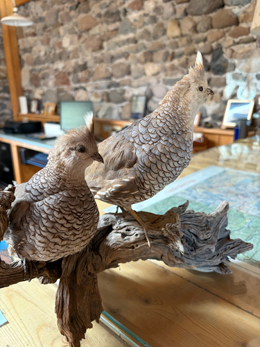 Scaled Quail