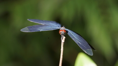 Rhyothemis plutonia