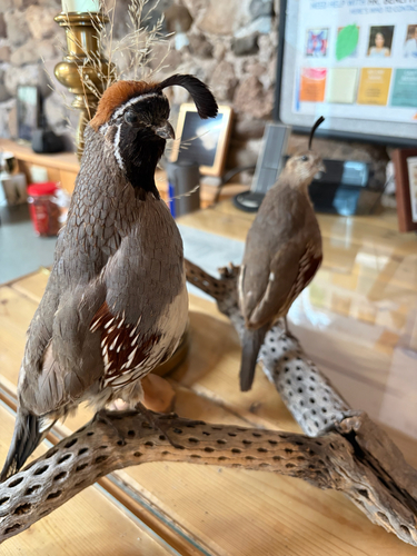 Gambel's Quail