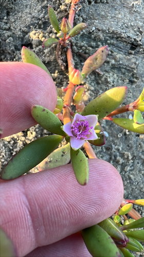 Sesuvium portulacastrum observed 2026-10-24