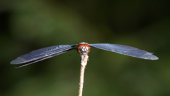 Rhyothemis plutonia