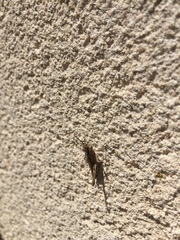 Glyptobothrus