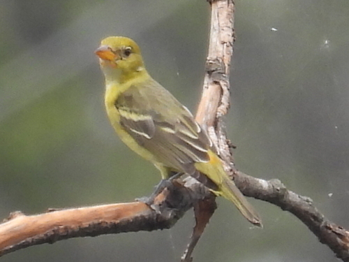 Piranga capucha roja
