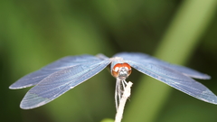 Rhyothemis plutonia