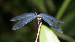 Rhyothemis plutonia