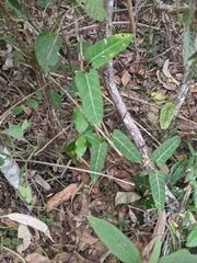 Leichhardtia lloydii