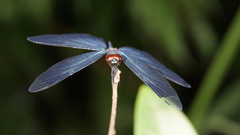 Rhyothemis plutonia