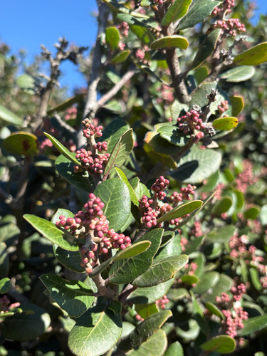 Rhus integrifolia observed 2026-10-24