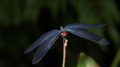 Rhyothemis plutonia