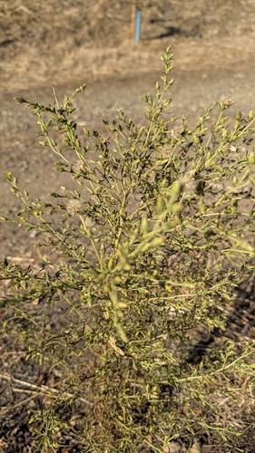 Dittrichia graveolens, 2026-10-24